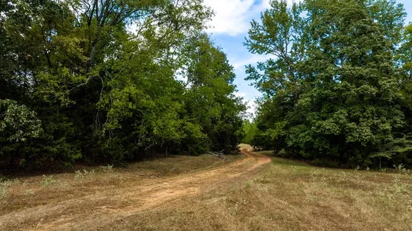 a view of a yard with plants and trees