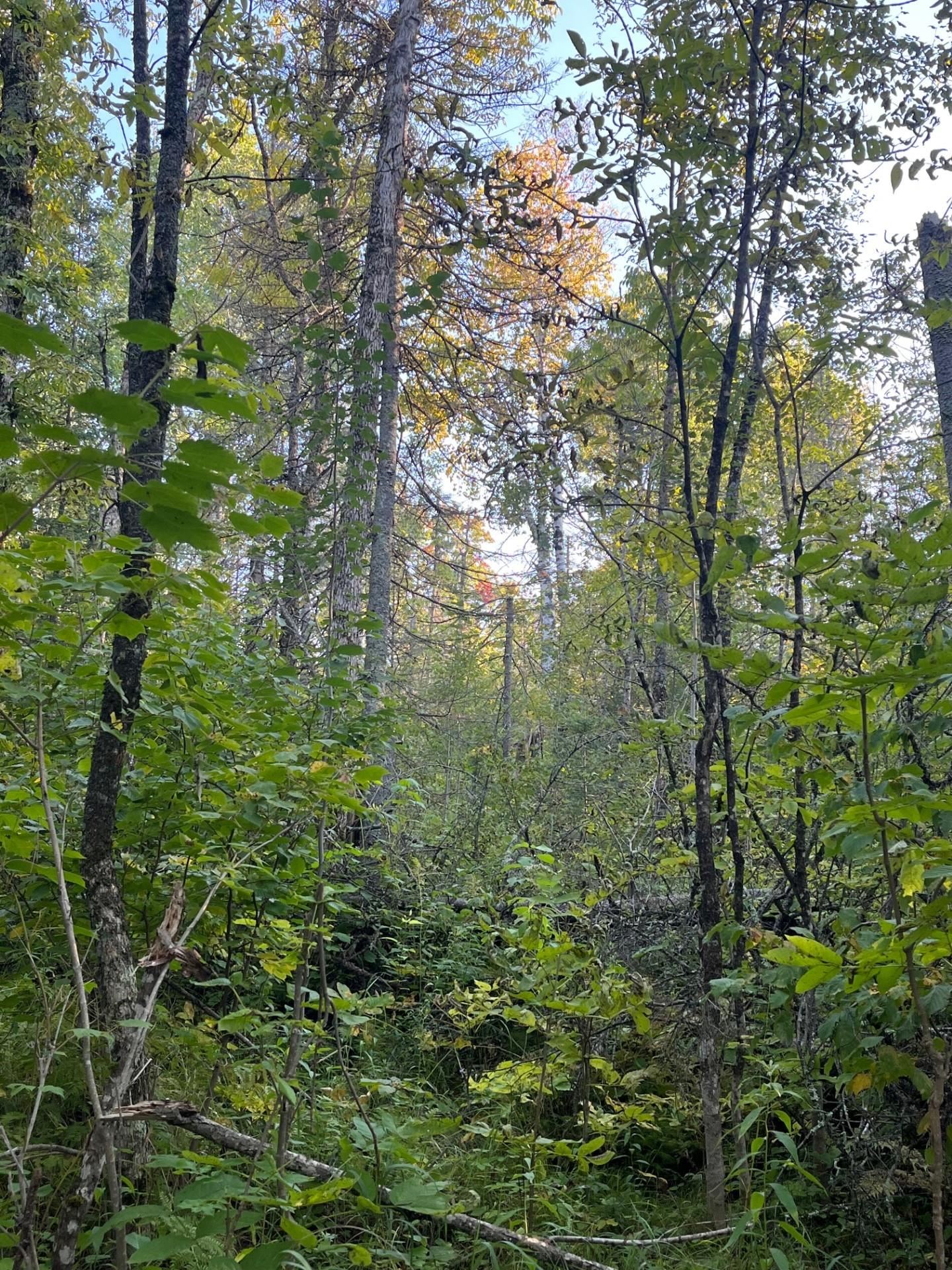 32-xx Zimmerman Road Duluth, MN 55804 - Photo 11 of 15