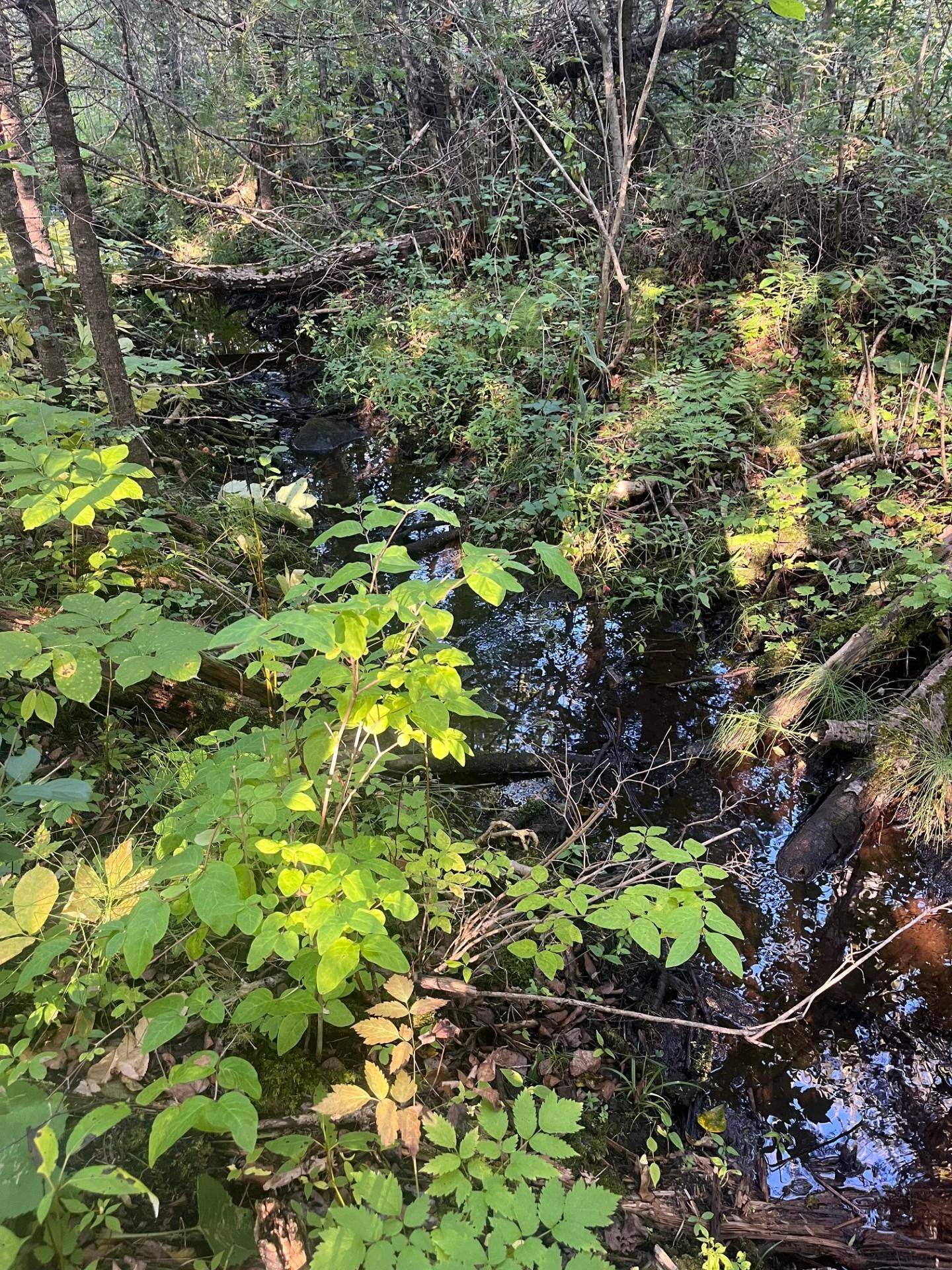 32-xx Zimmerman Road Duluth, MN 55804 - Photo 5 of 15 View of nature