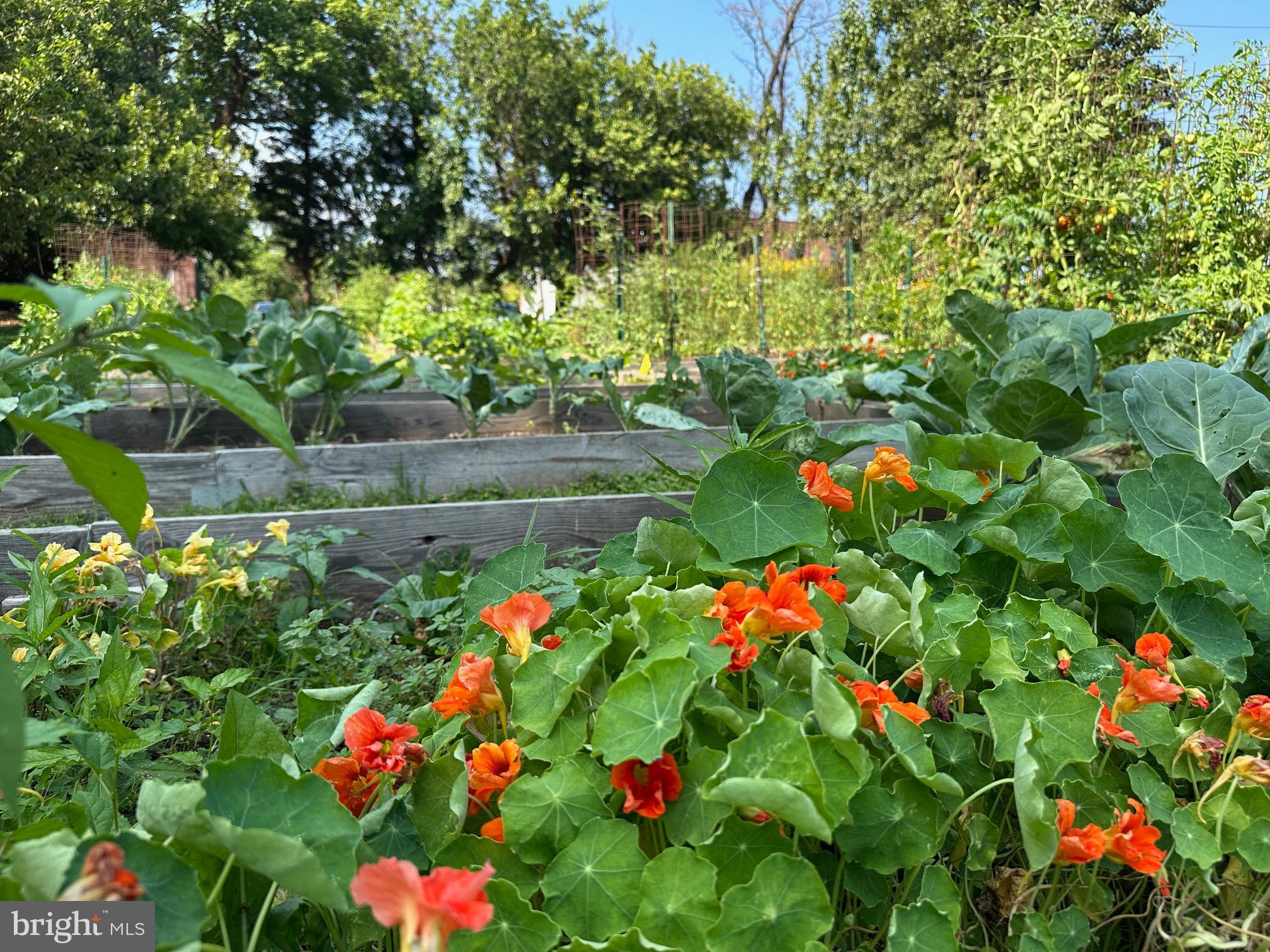 409 Woodford Road Baltimore, MD 21212 - Photo 46 of 49 Radnor-Winston community garden