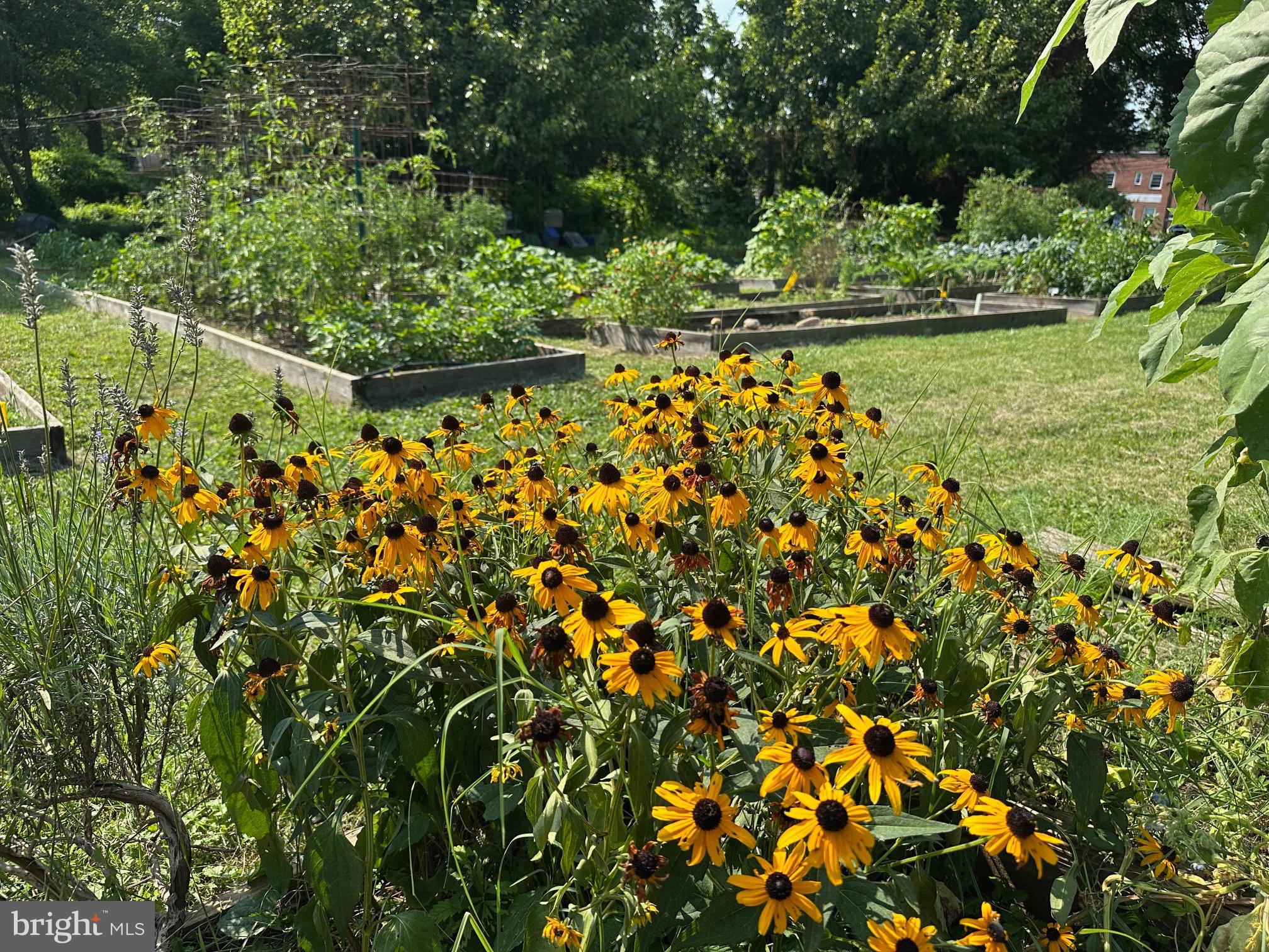 409 Woodford Road Baltimore, MD 21212 - Photo 48 of 49 Radnor-Winston community garden