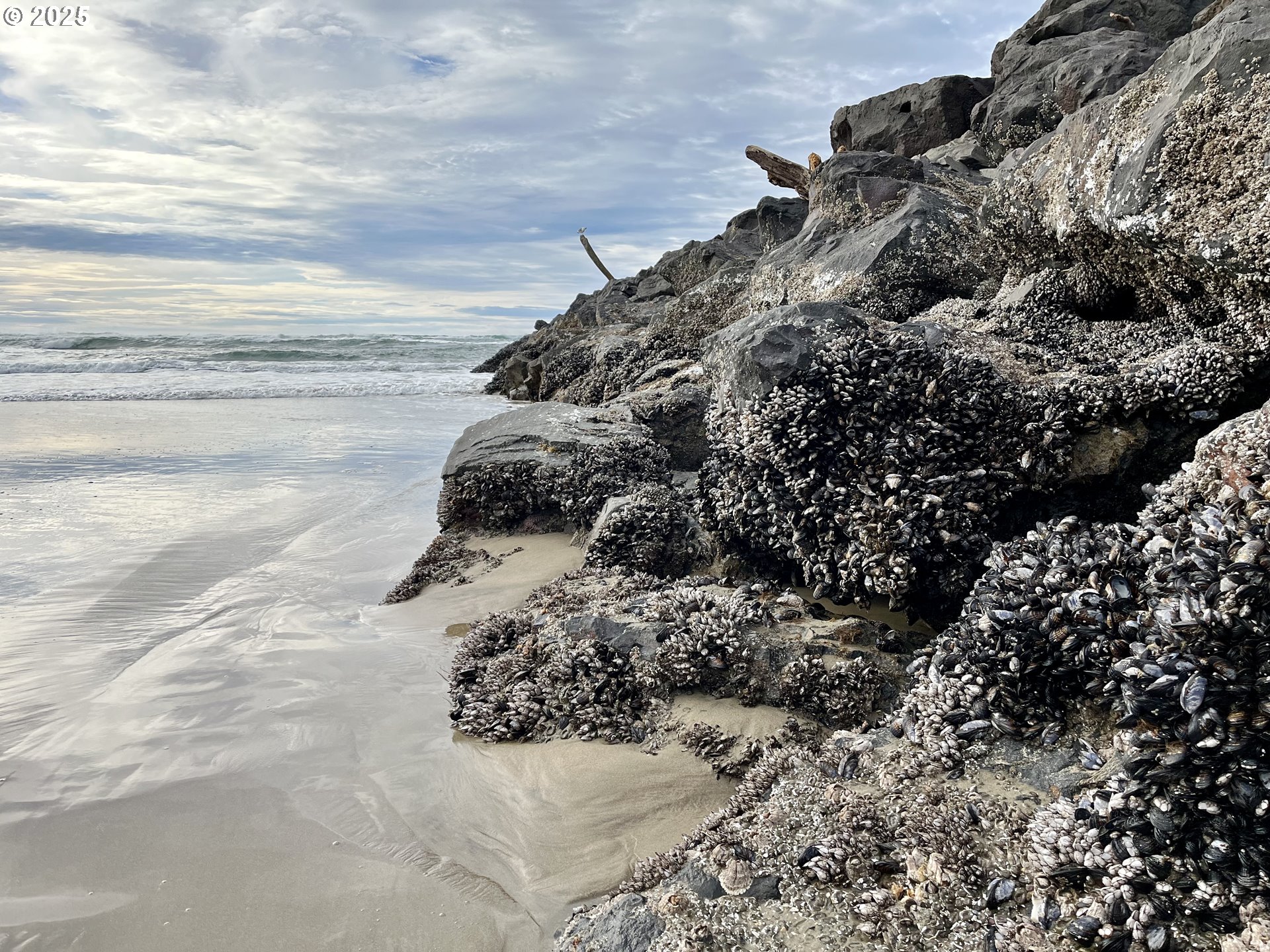 8 Nedonna Avenue Rockaway Beach, OR 97136 - Photo 7 of 9