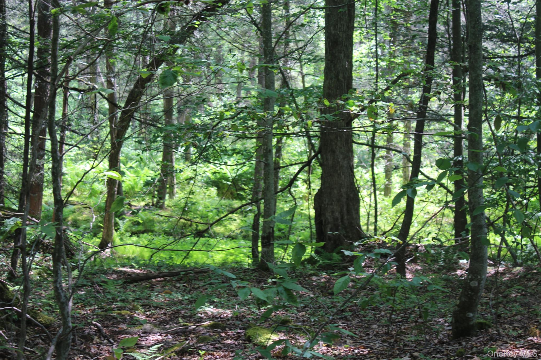 624 County Road Fremont Center, NY 12736 - Photo 13 of 40 Wooded natural environment featuring mature trees, undergrowth, and ground foliage
