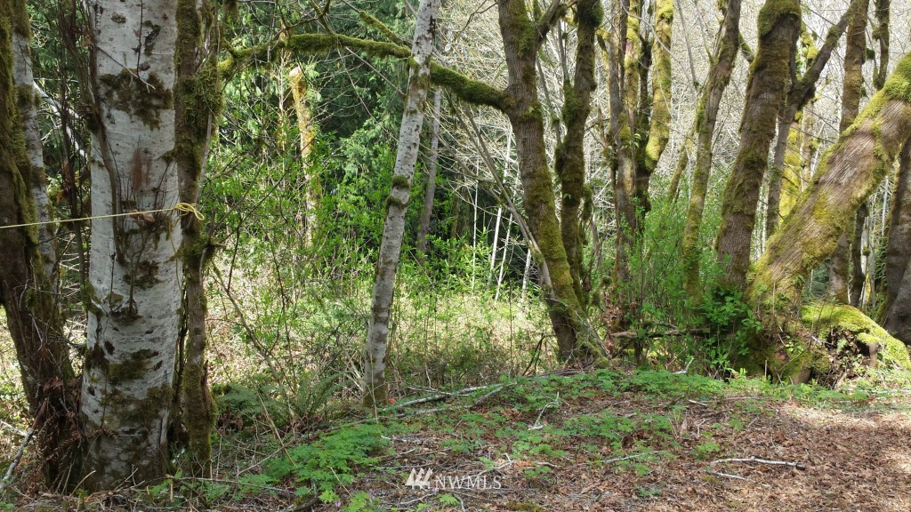 250 East Evergreen Road Belfair, WA 98528 - Photo 1 of 1 Gallery Image 1