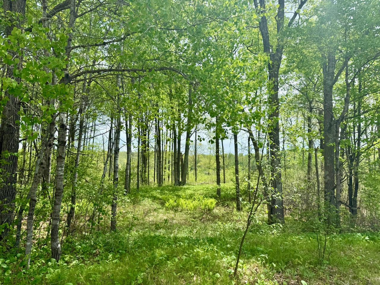 Xyz Dailey Lake Road Willow River, MN 55795 - Photo 5 of 12
