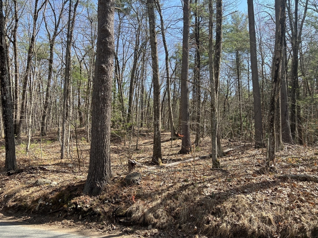 Lot 2 January Hills Road Amherst, MA 01002 - Photo 4 of 7 a backyard of a house with lots of tall trees