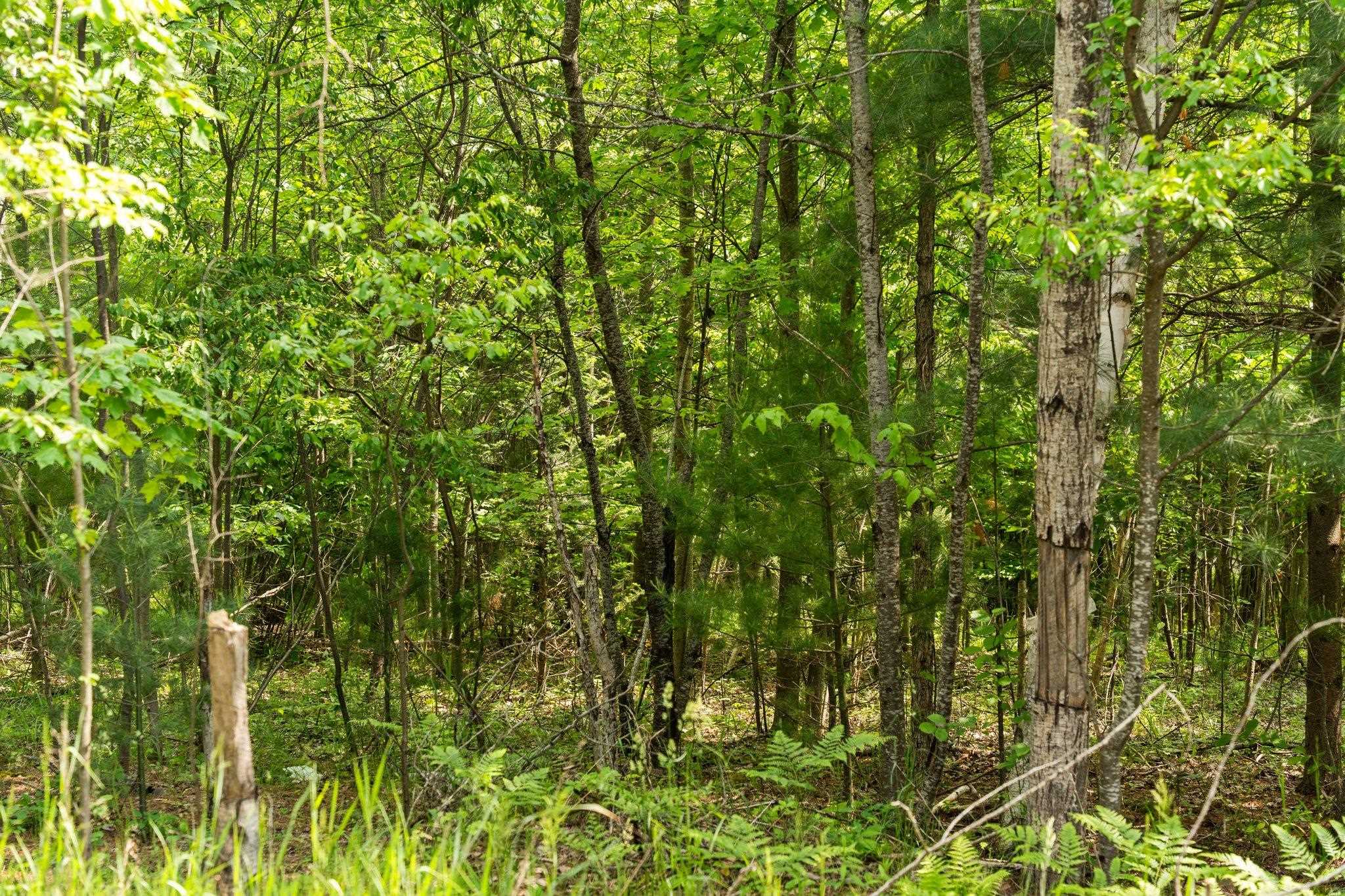 6038 Maple Hill Road Southwest Fife Lake, MI 49633 - Photo 20 of 24