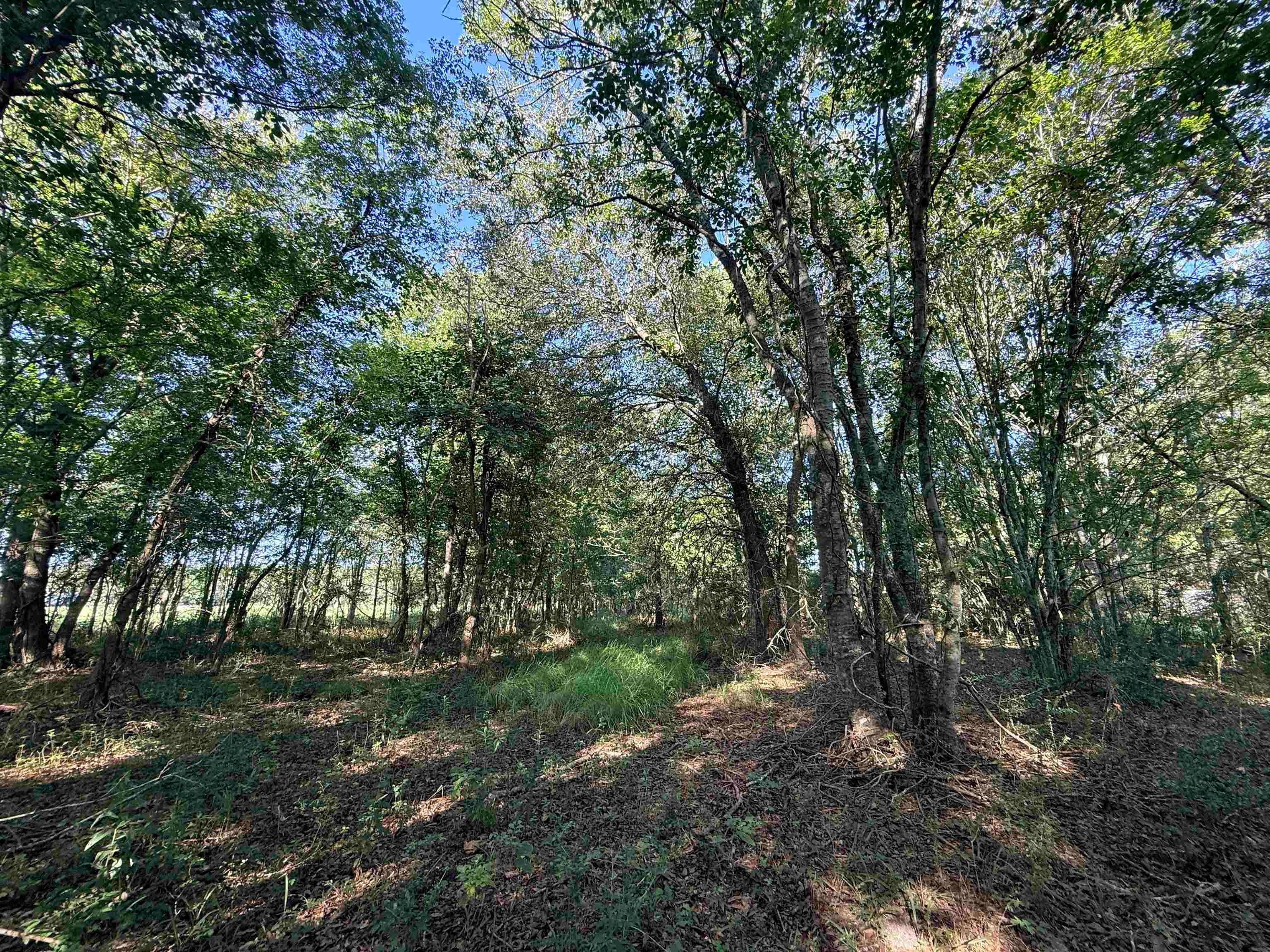 0 Amanda Street China, TX 77613 - Photo 3 of 8 Gallery Image 3