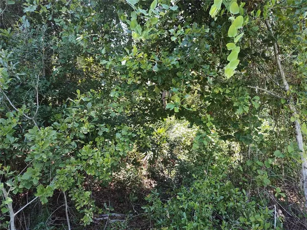 a view of a big yard with a tree