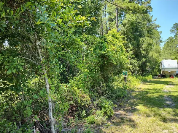 a view of a yard with plants and large trees