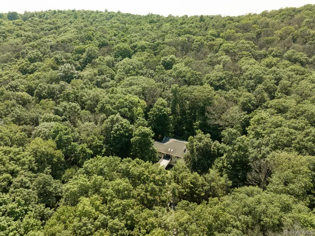 a view of a forest with a street