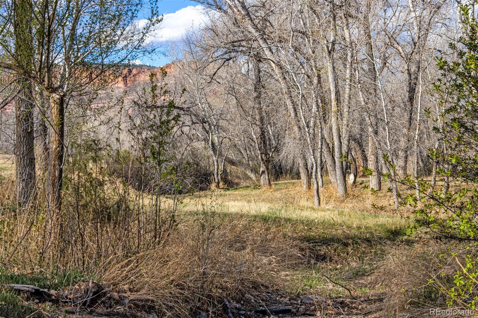 7050 Milner Mountain Ranch Road Fort Collins, CO 80526 - Photo 45 of 50 a view of dirt yard and a large tree