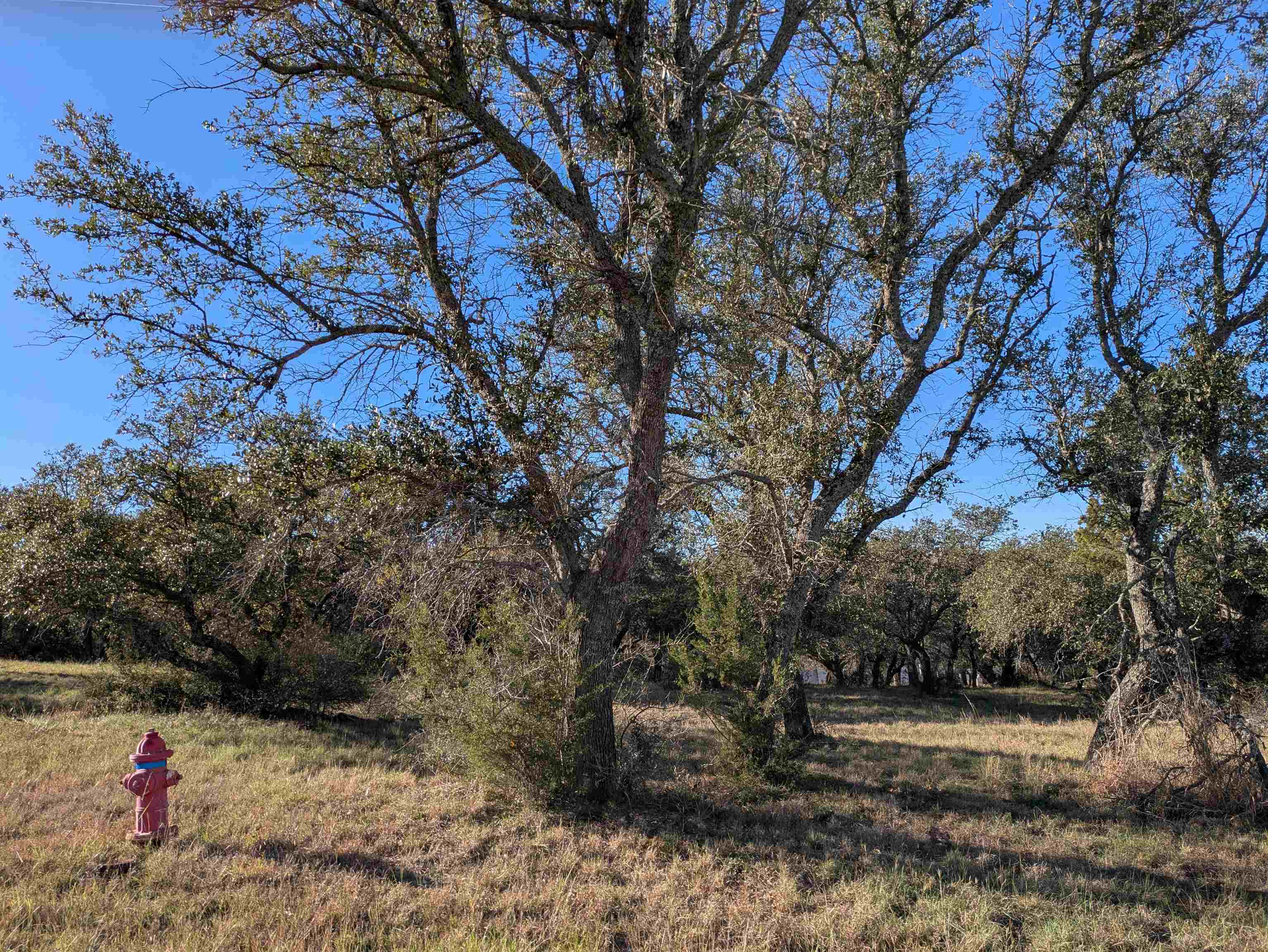 W35083 Mountain Home Road Horseshoe Bay, TX 78657 - Photo 3 of 3 a backyard of a house with lots of green space