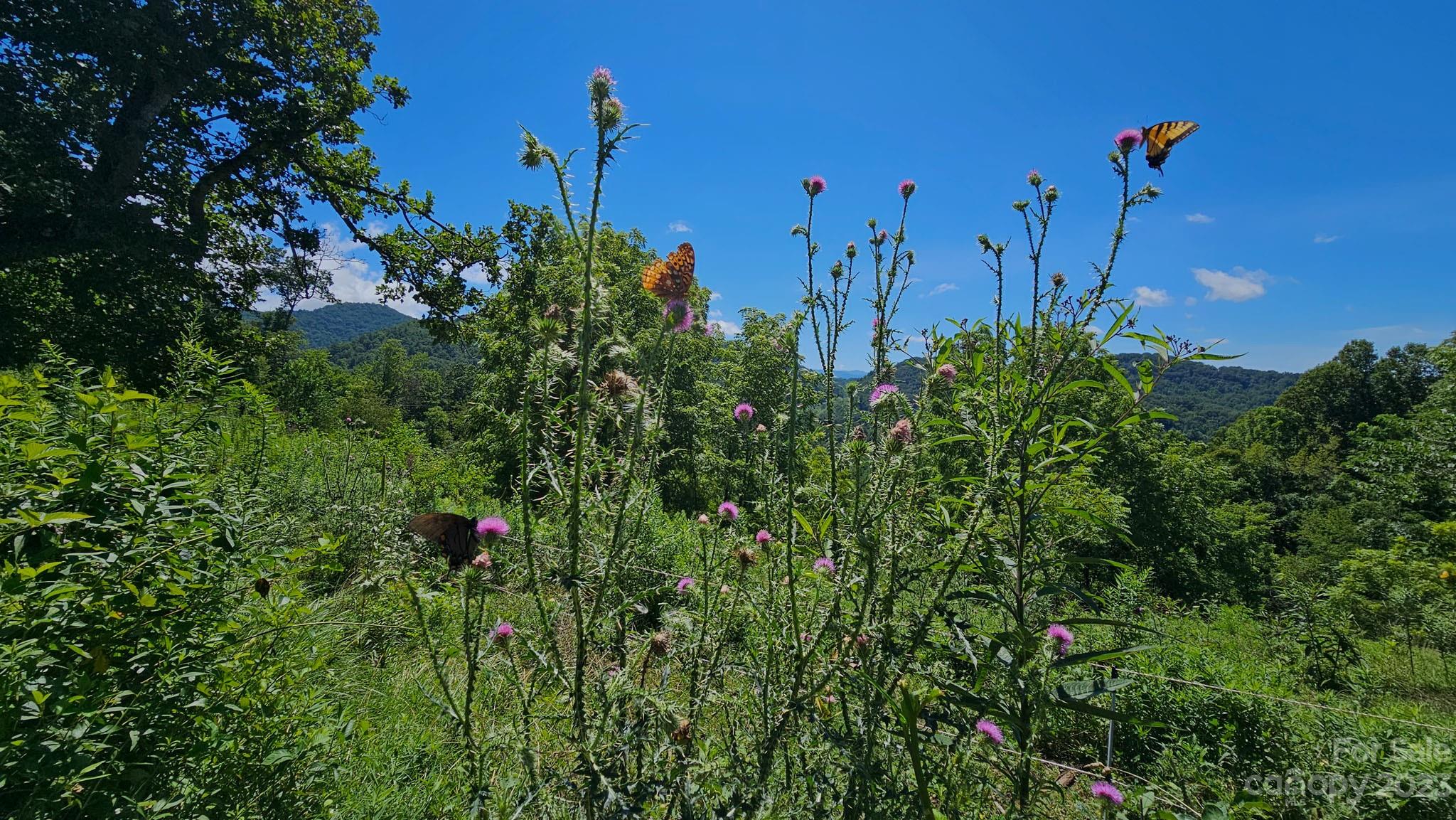 310 Bee Tree Road Marshall, NC 28753 - Photo 16 of 33