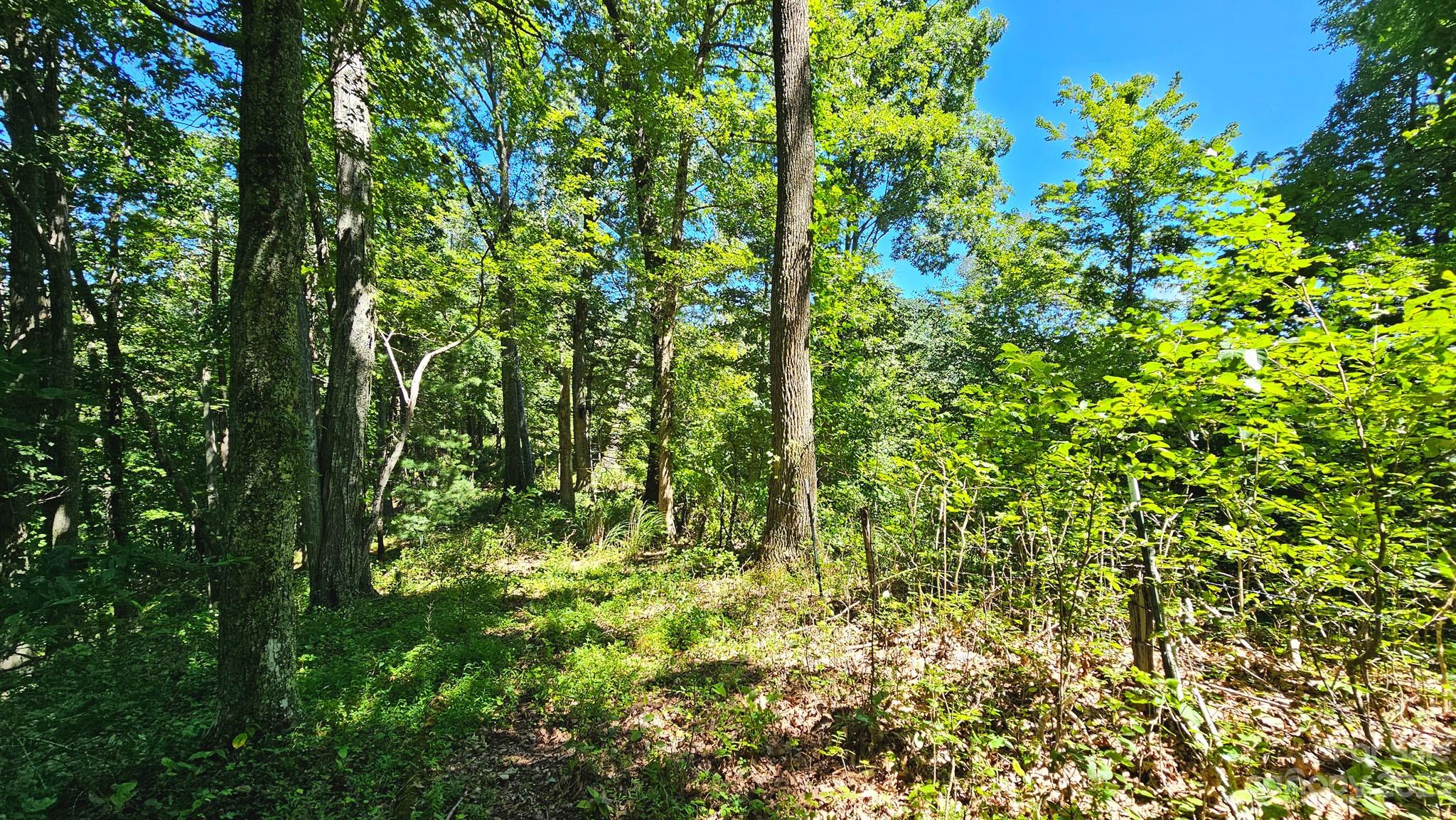 310 Bee Tree Road Marshall, NC 28753 - Photo 19 of 33
