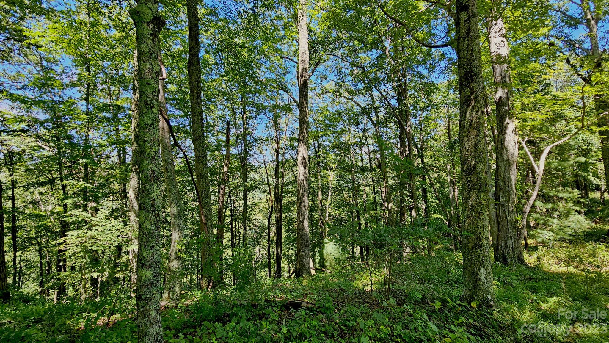 310 Bee Tree Road Marshall, NC 28753 - Photo 20 of 33