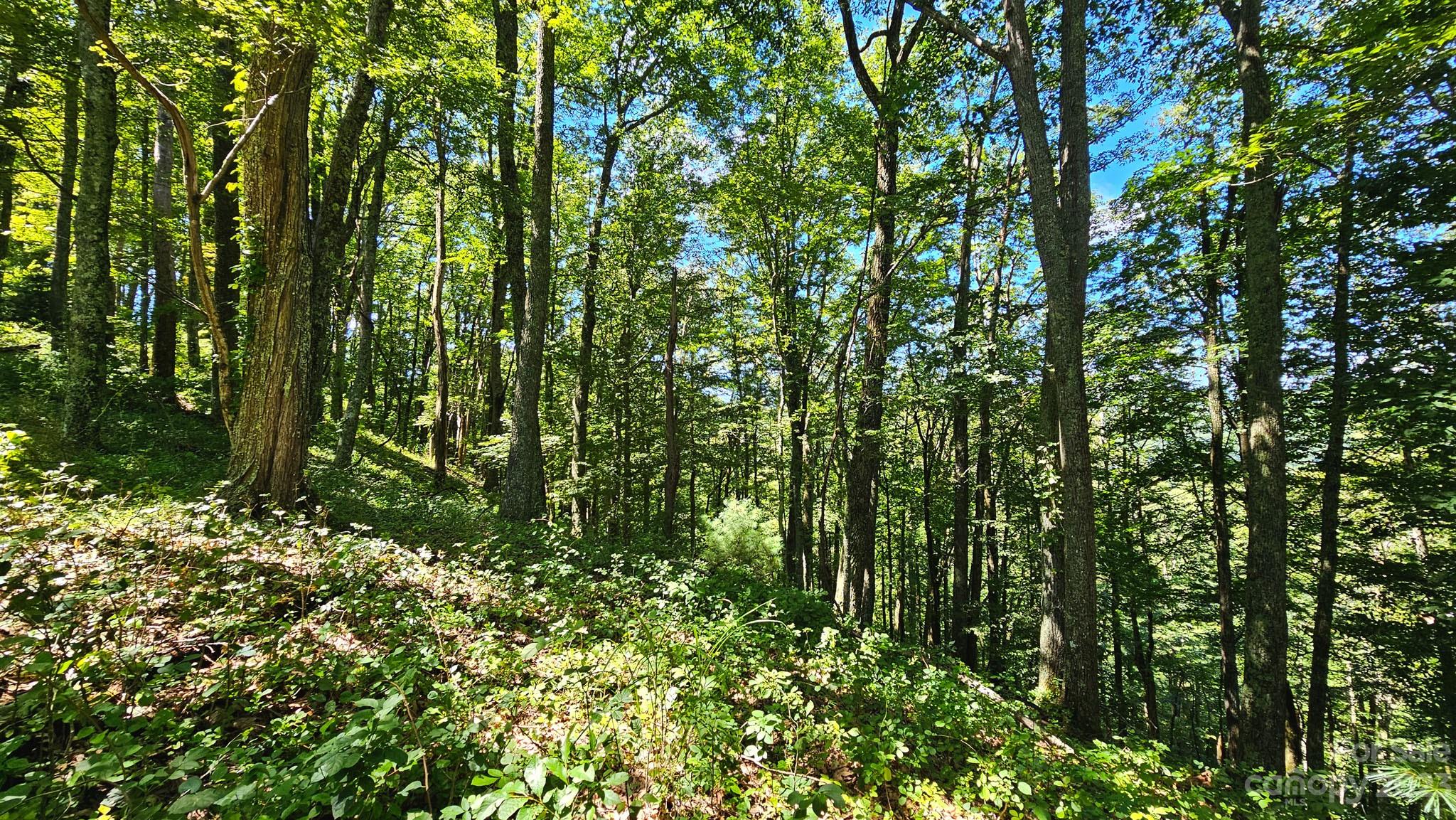 310 Bee Tree Road Marshall, NC 28753 - Photo 21 of 33