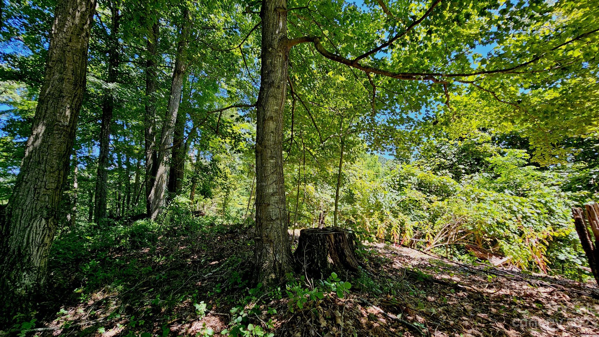 310 Bee Tree Road Marshall, NC 28753 - Photo 25 of 33