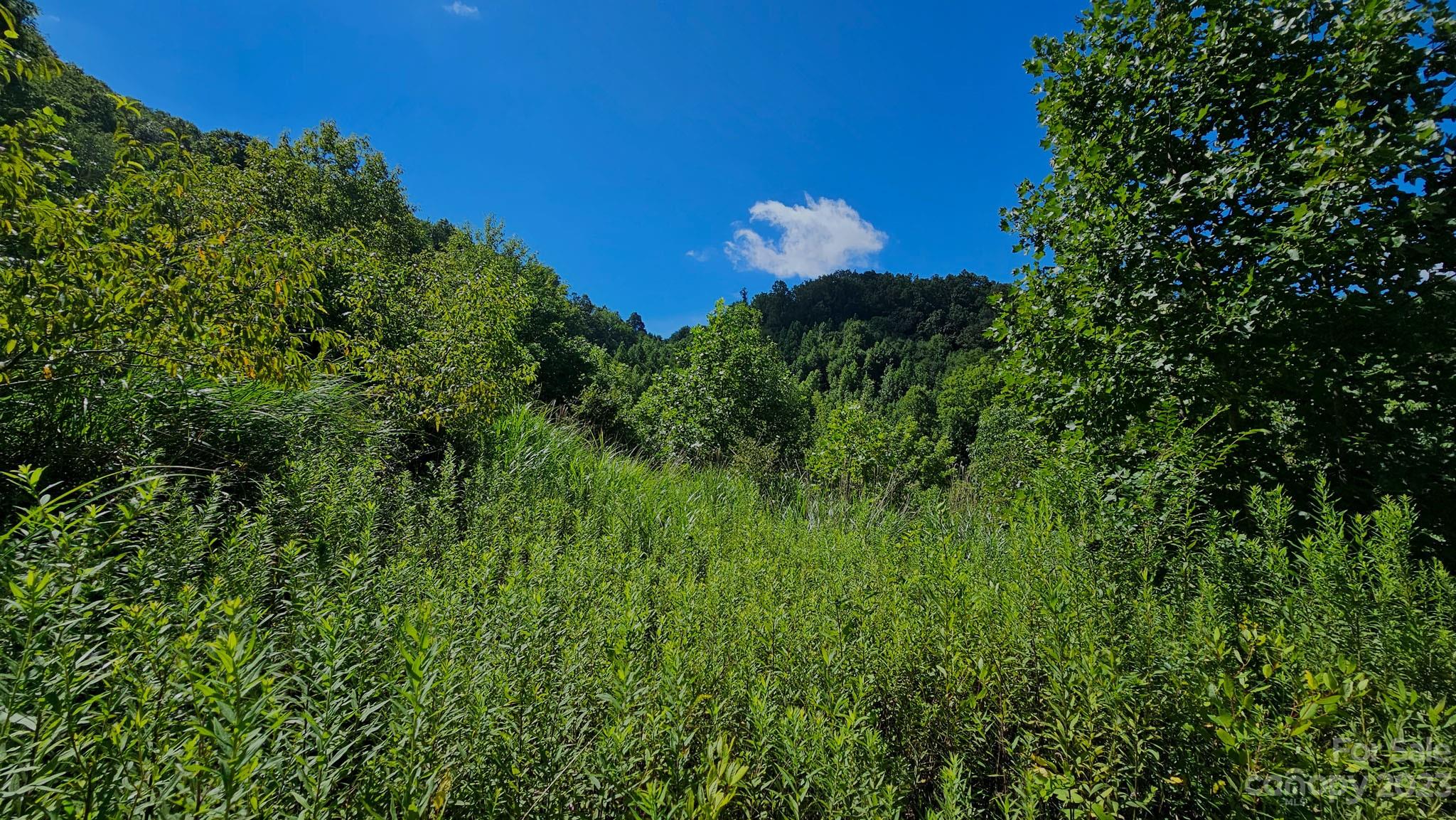 310 Bee Tree Road Marshall, NC 28753 - Photo 9 of 33