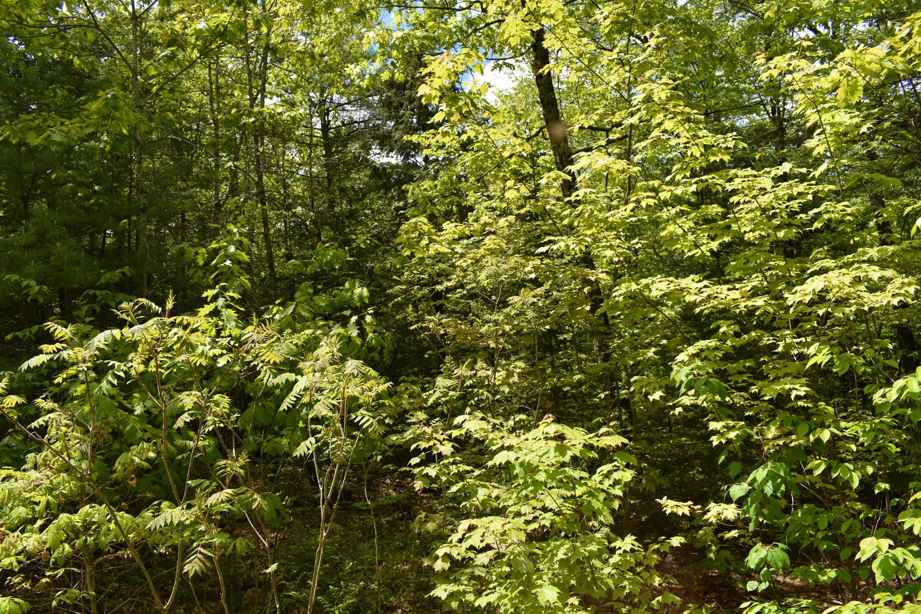 0 Golden Ridge Road Alna, ME 04535 - Photo 6 of 12 DSC_2270