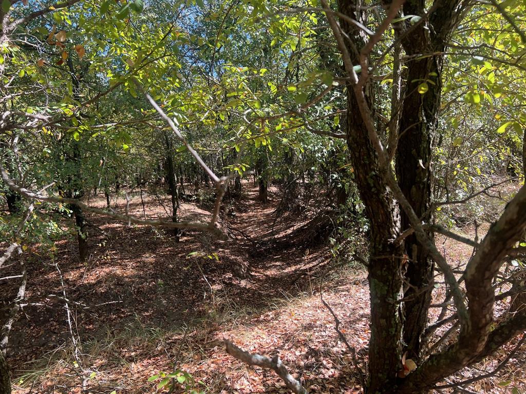 Tbd Uselton Road Loving, TX 76460 - Photo 16 of 26 a view of tree