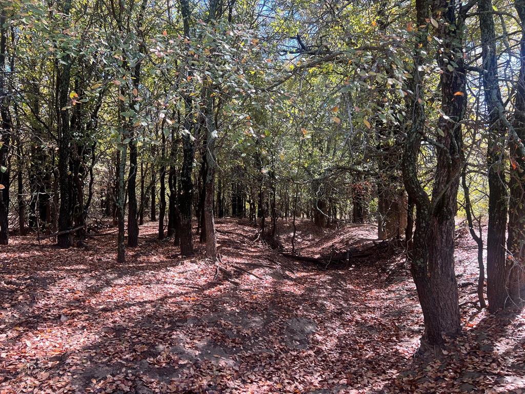 Tbd Uselton Road Loving, TX 76460 - Photo 10 of 26 a view of a forest with trees in the background