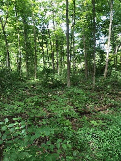 158-acres Eagle Tunnel Road Dry Ridge, KY 41035 - Photo 8 of 22 Gallery Image 8