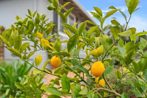 $985,000 | 1021 McNear Avenue, Petaluma, CA 94952