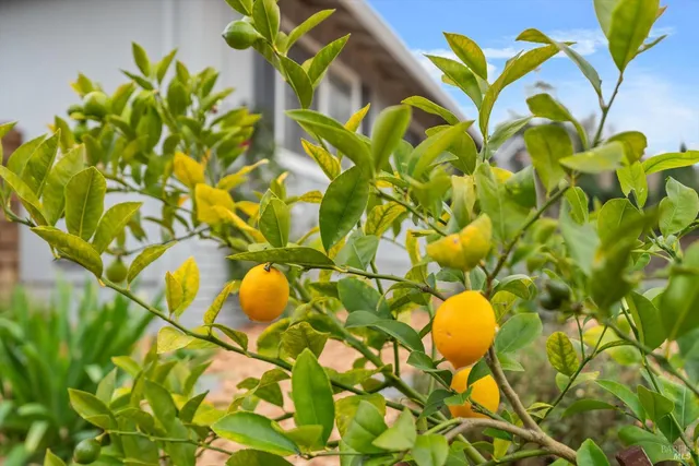 $985,000 | 1021 McNear Avenue, Petaluma, CA 94952