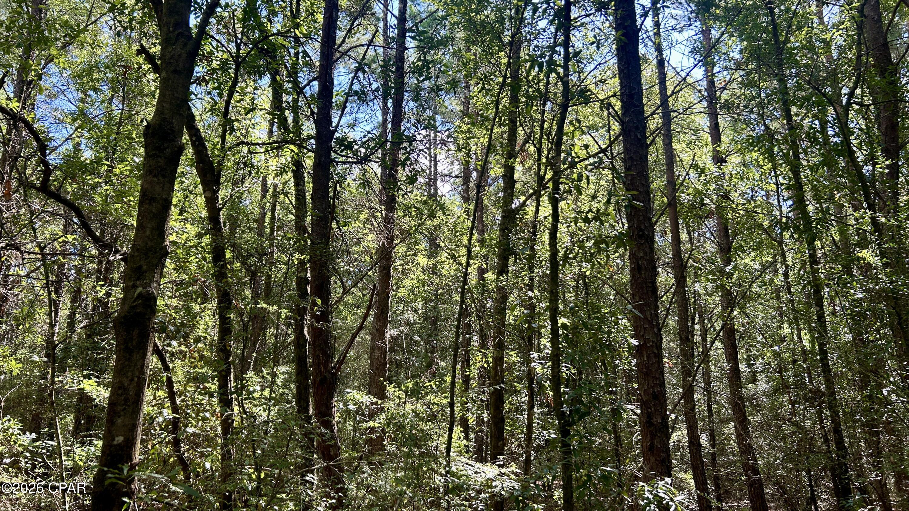 B Trawick Creek Road Holt, FL 32564 - Photo 15 of 27 Gallery Image 15