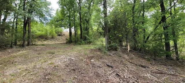a view of a forest with trees in the background