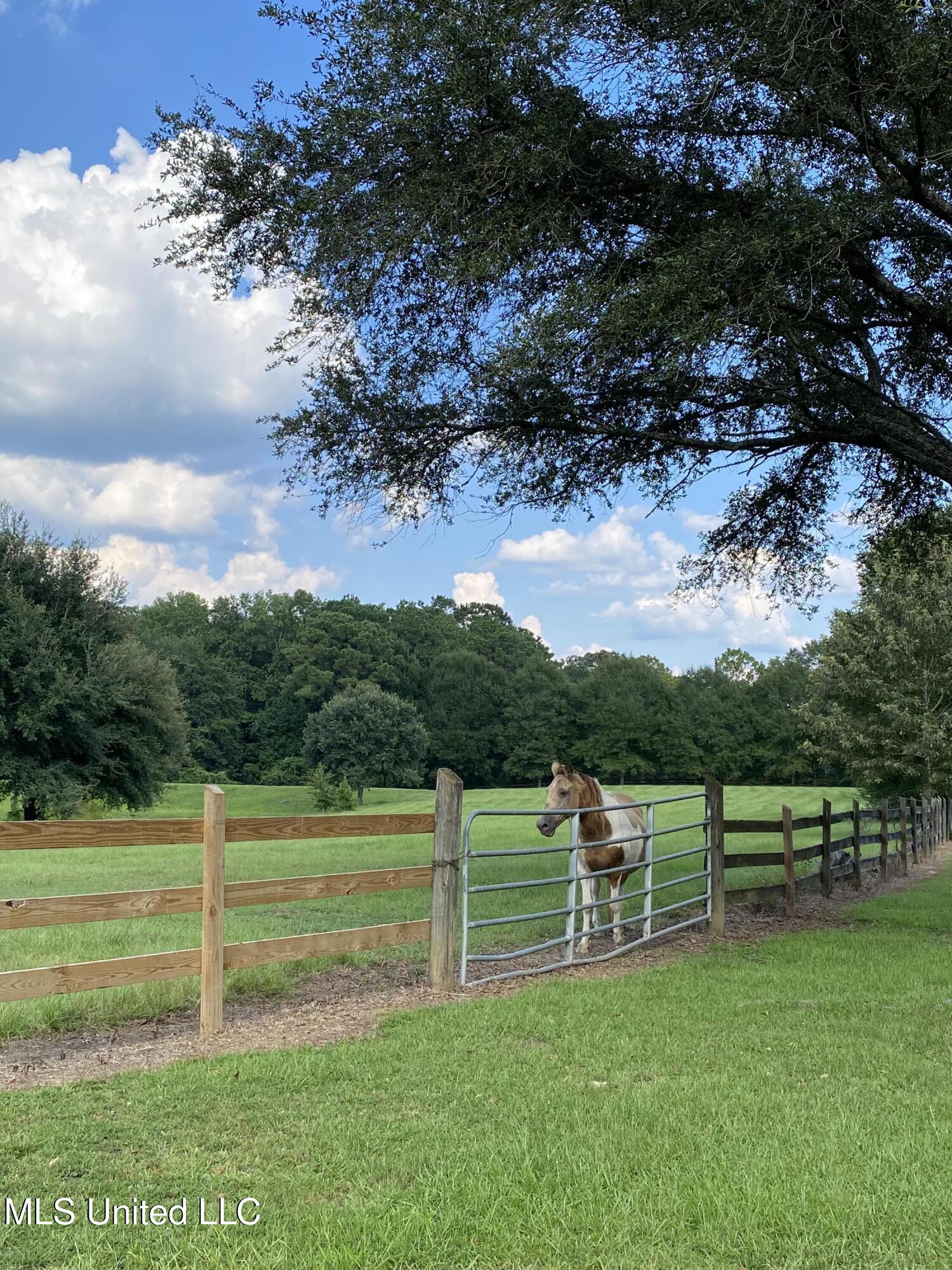 299 Quitman Perry Road Carriere, MS 39426 - Photo 57 of 76 55, Pasture, IMG_5107