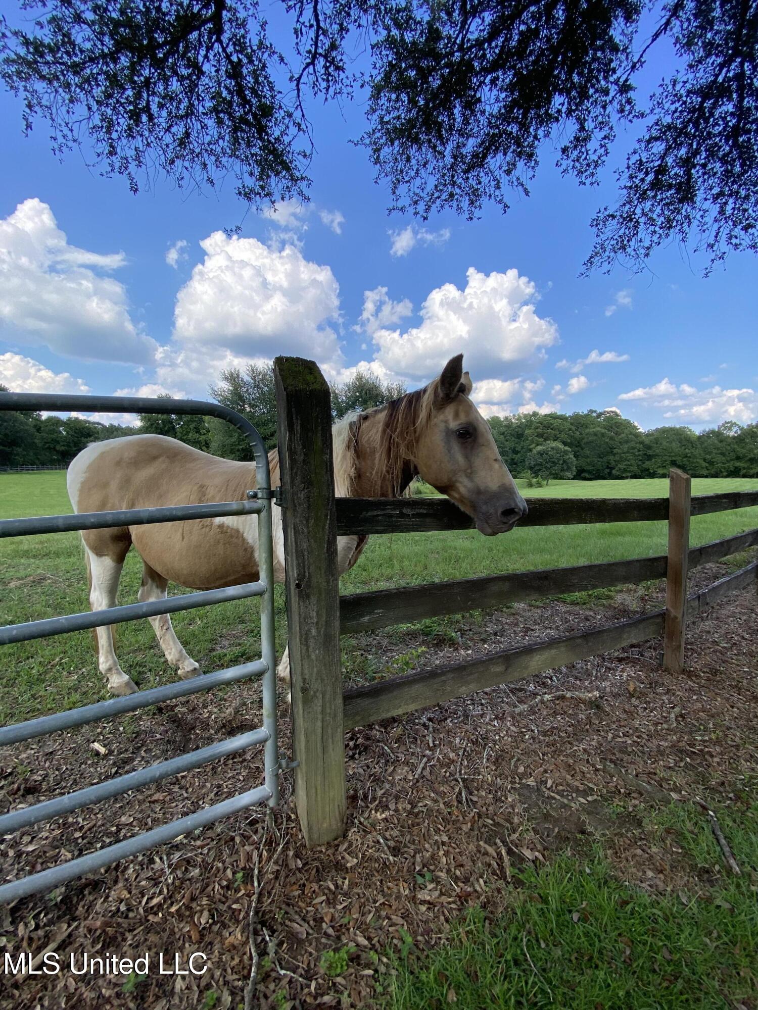 299 Quitman Perry Road Carriere, MS 39426 - Photo 58 of 76 56, Pasture, IMG_5105