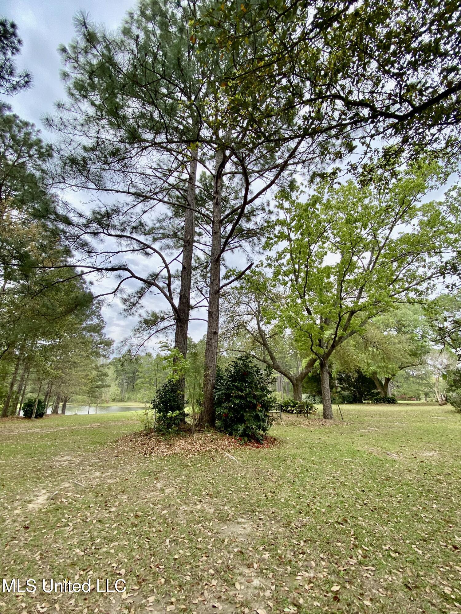 299 Quitman Perry Road Carriere, MS 39426 - Photo 68 of 76 66, Land, IMG_2846