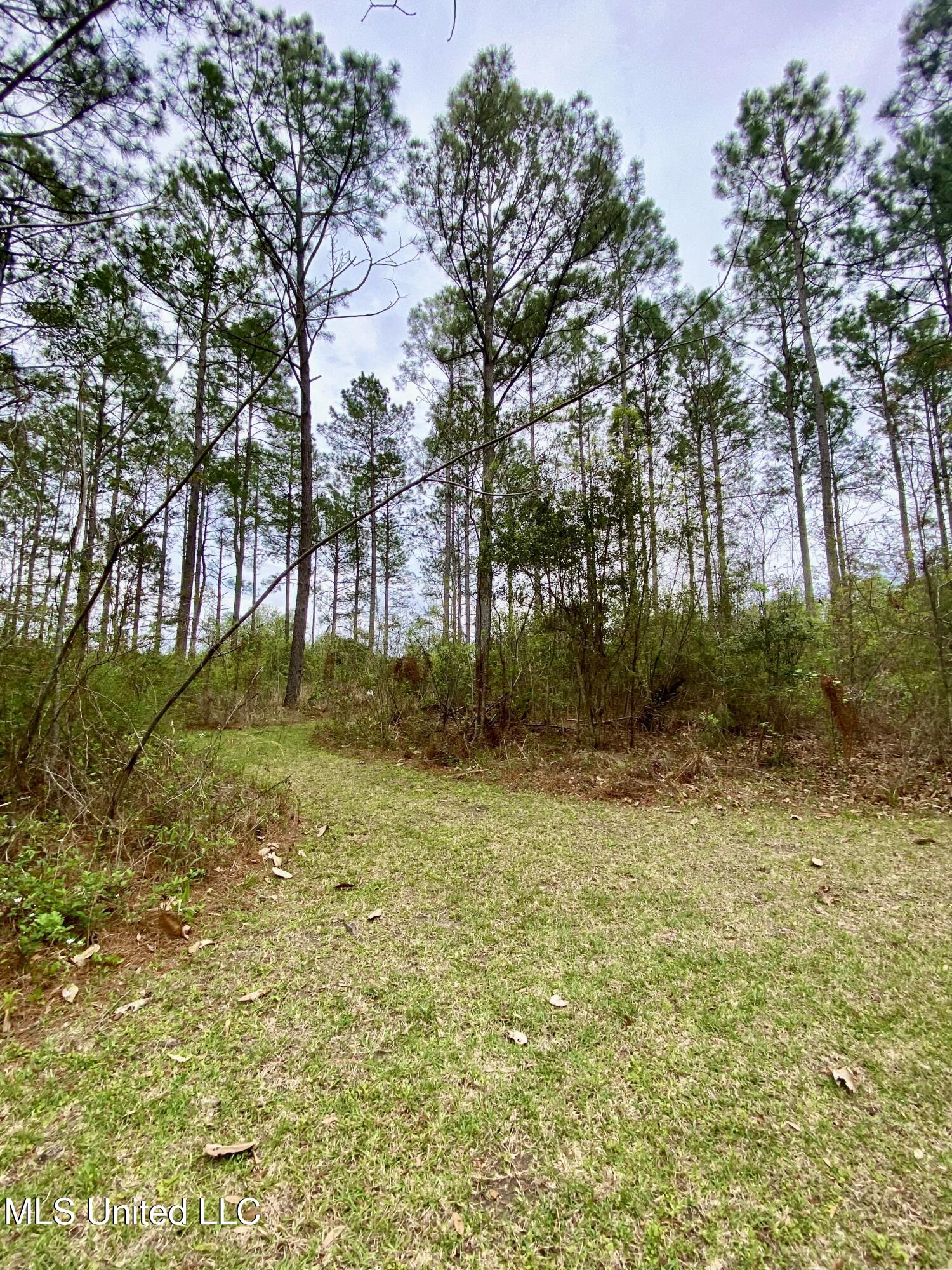299 Quitman Perry Road Carriere, MS 39426 - Photo 70 of 76 68, Land, IMG_2861