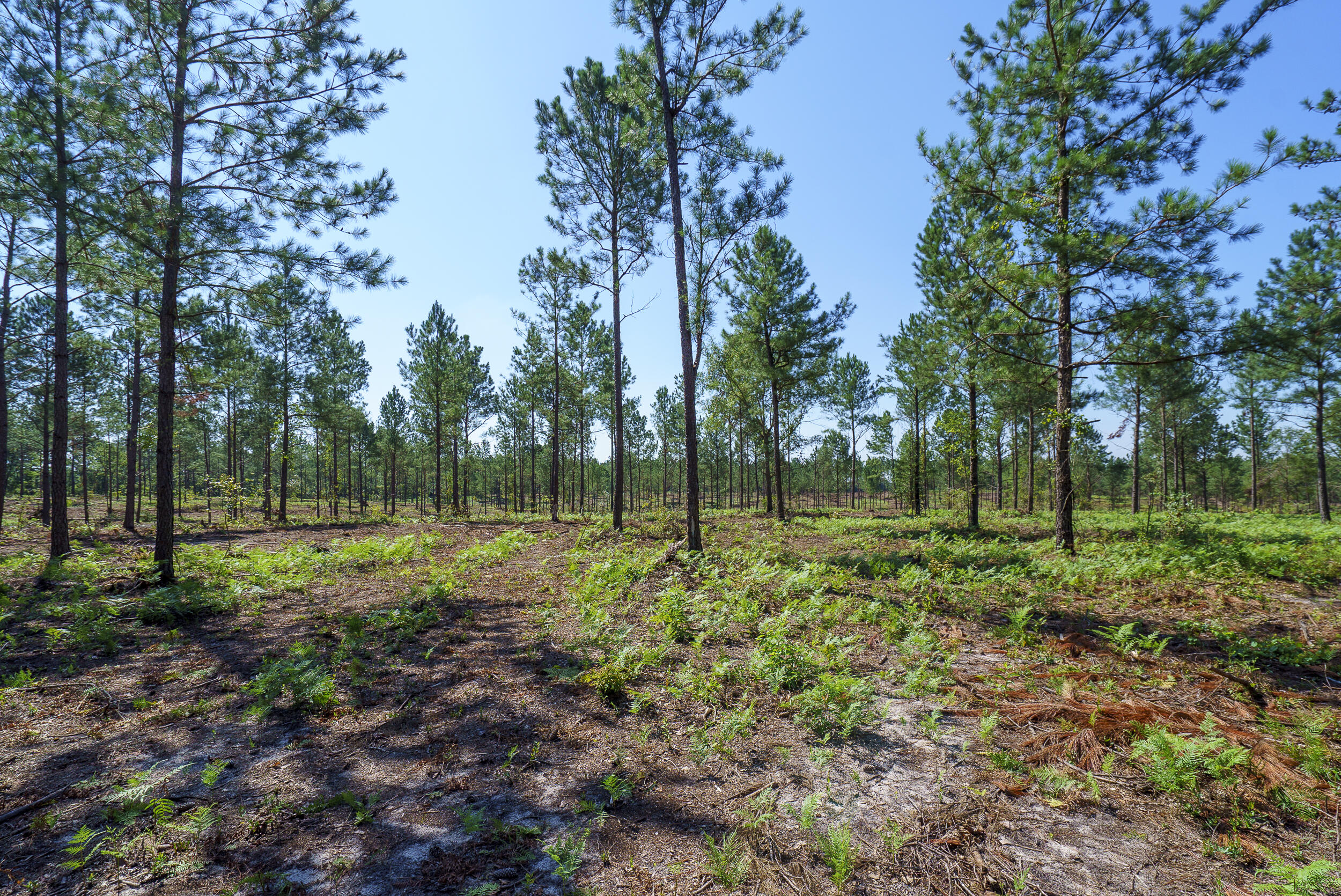 Lot 6 Bluffwood Road Wagener, SC 29164 - Photo 5 of 15