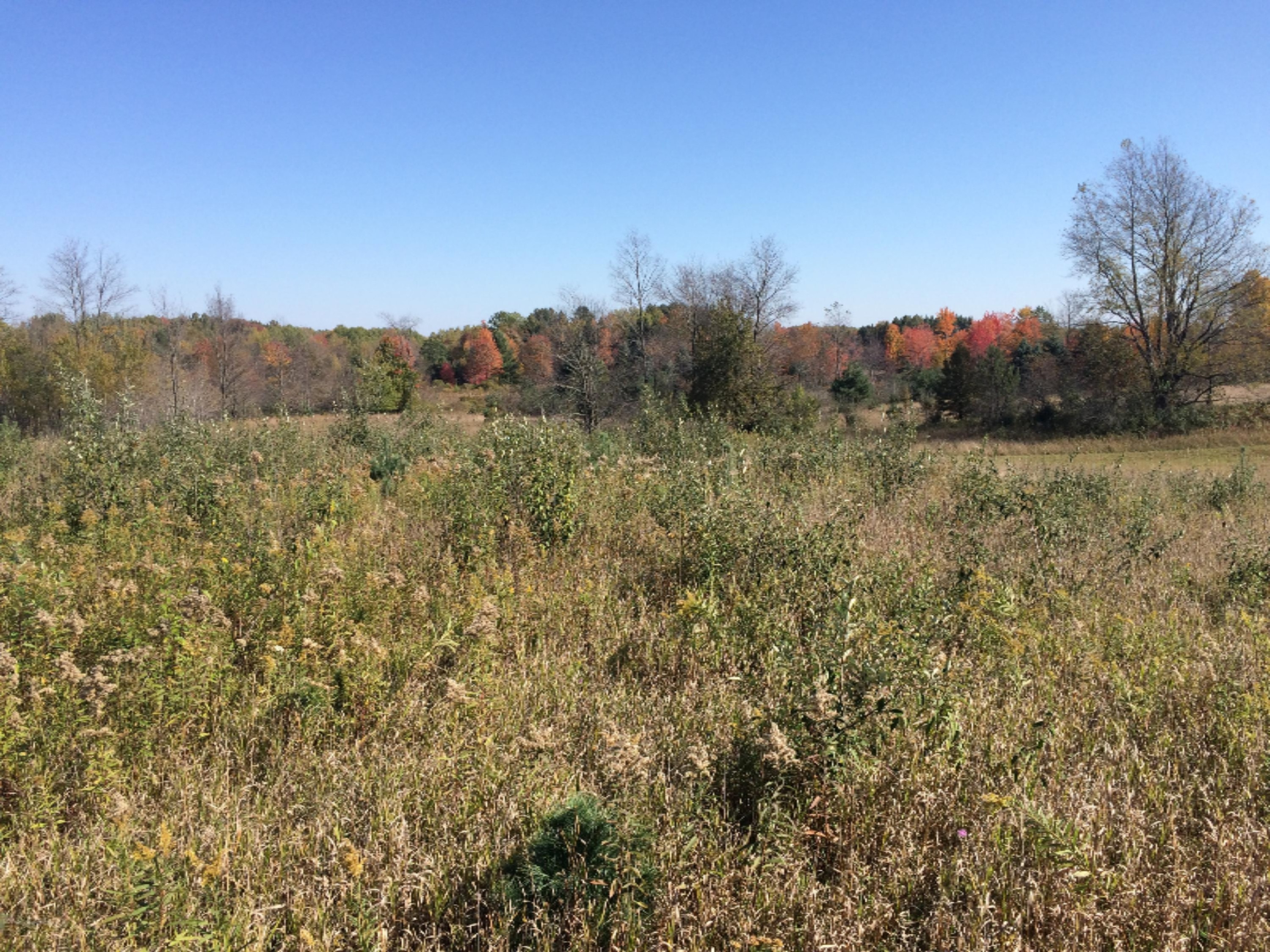 19449 8 Mile Road Reed City, MI 49677 - Photo 10 of 25 IMG_4089