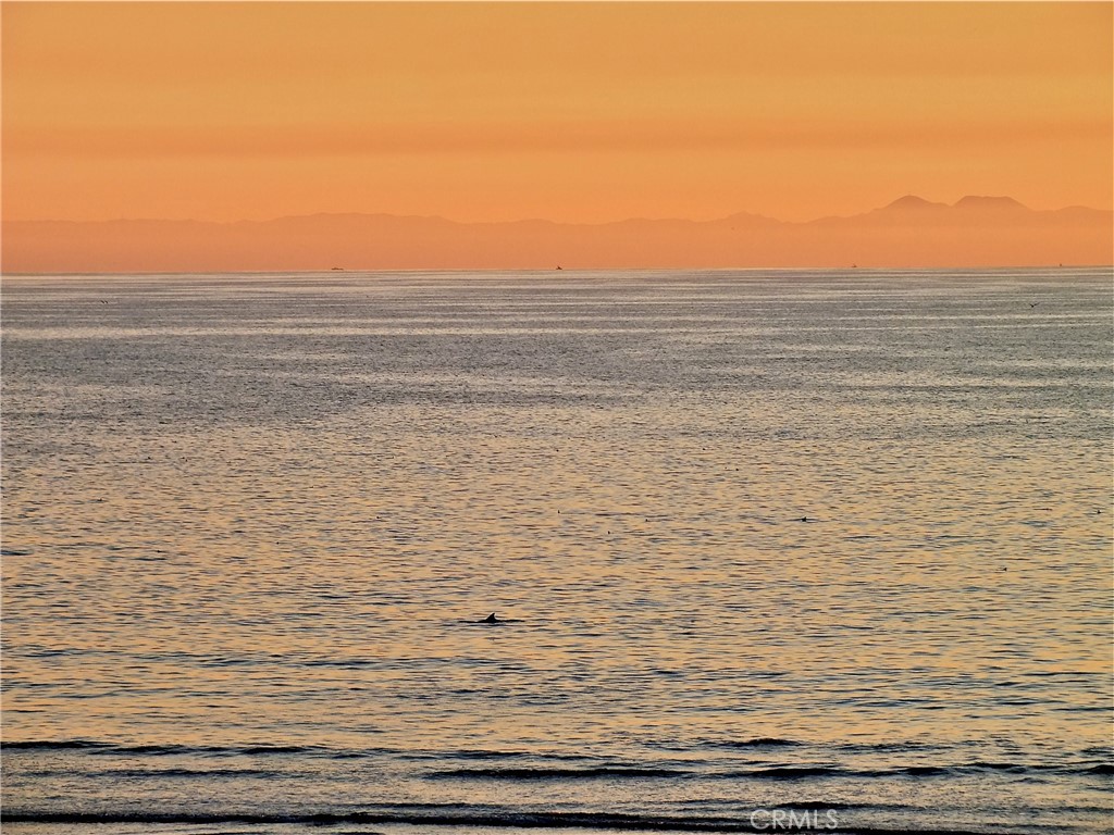 1808 East Appleton Street, Unit 7 Long Beach, CA 90802 - Photo 44 of 44 You might see a Dolphin or a great white shark!