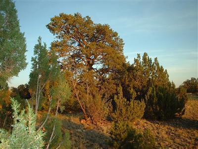 9200 Lariat Road Williams, AZ 86046 - Photo 1 of 1 Primary Photo