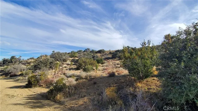 a view of a dry yard with lots of bushes