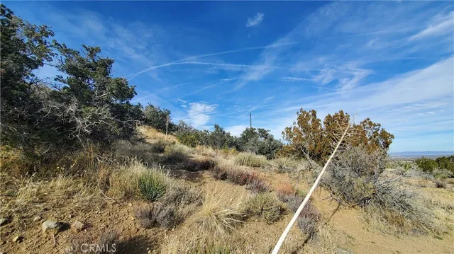 a view of a field with a tree in it