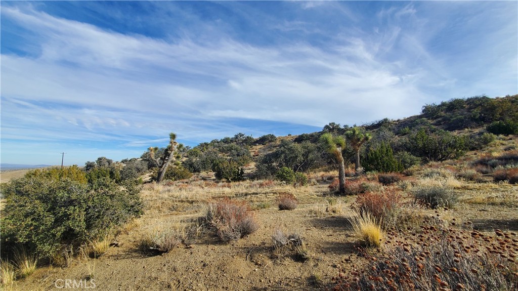 0 Vicinity Ross Road East Juniper Hills, CA 93543 - Photo 18 of 50 a view of a dry yard with lots of bushes