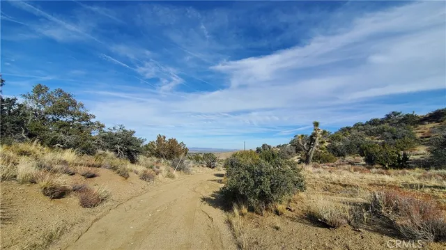 a view of a dry yard with trees