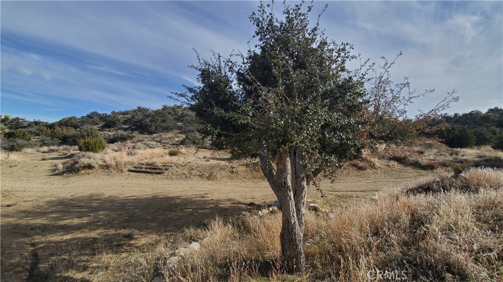 0 Vicinity Ross Road East Juniper Hills, CA 93543 - Photo 23 of 50 a view of dirt yard with a tree