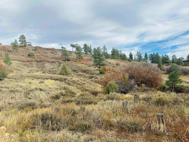 a view of a dry yard with trees