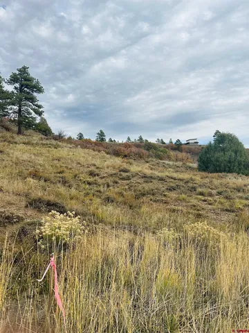 a view of a dry yard with trees