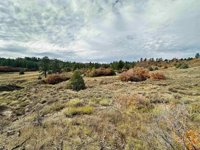 a view of a large tree with green space