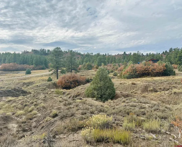 a view of a dry yard with lots of trees