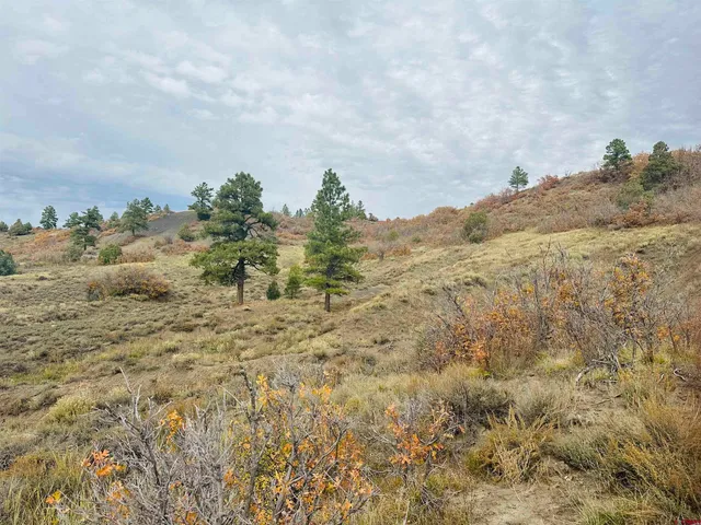 a view of a forest with trees in the background