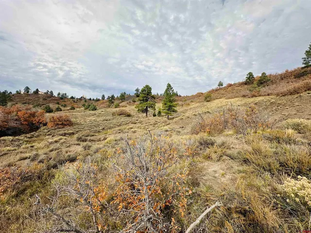 a view of a dry yard with lots of trees